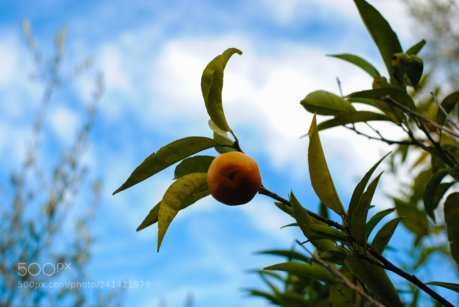 Nikon D3000 sample photo. Tangerine photography