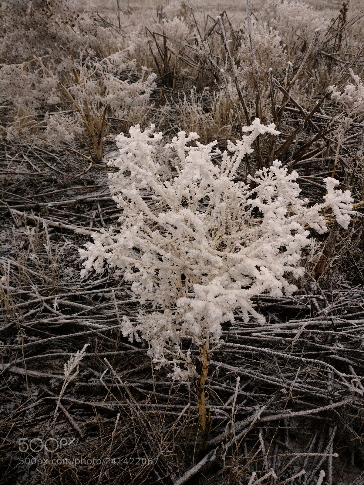 OnePlus A3003 sample photo. Icetree photography