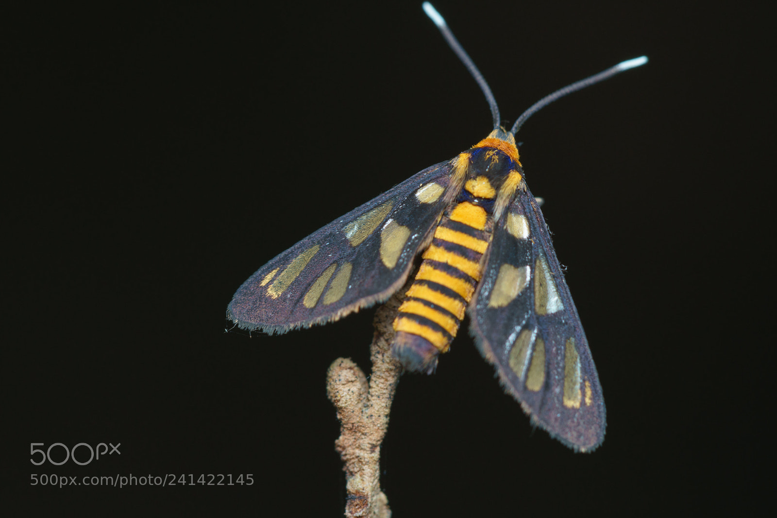Sony a6500 sample photo. Tiger moth arctiinae or photography