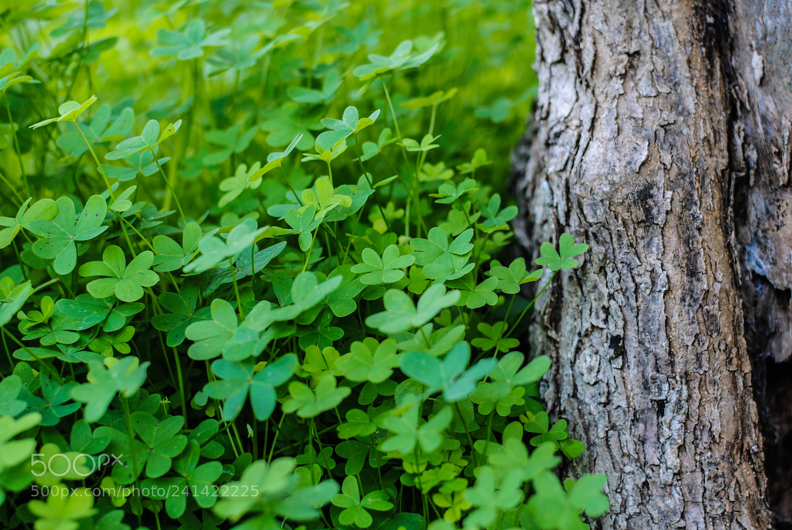 Nikon D3000 sample photo. Oxalis pes-caprae photography