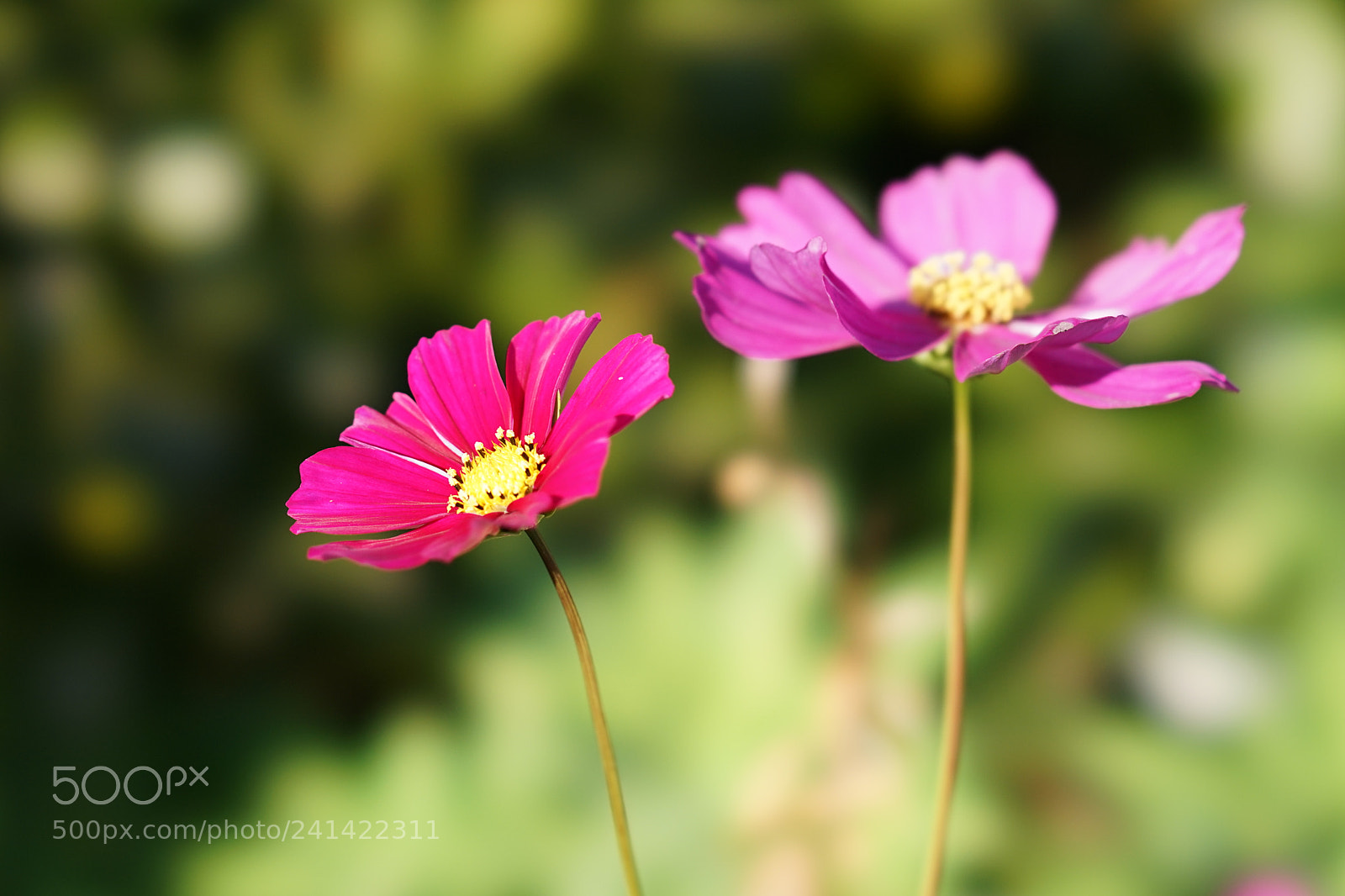 Sony a7 II sample photo. Winter colors. pink and photography