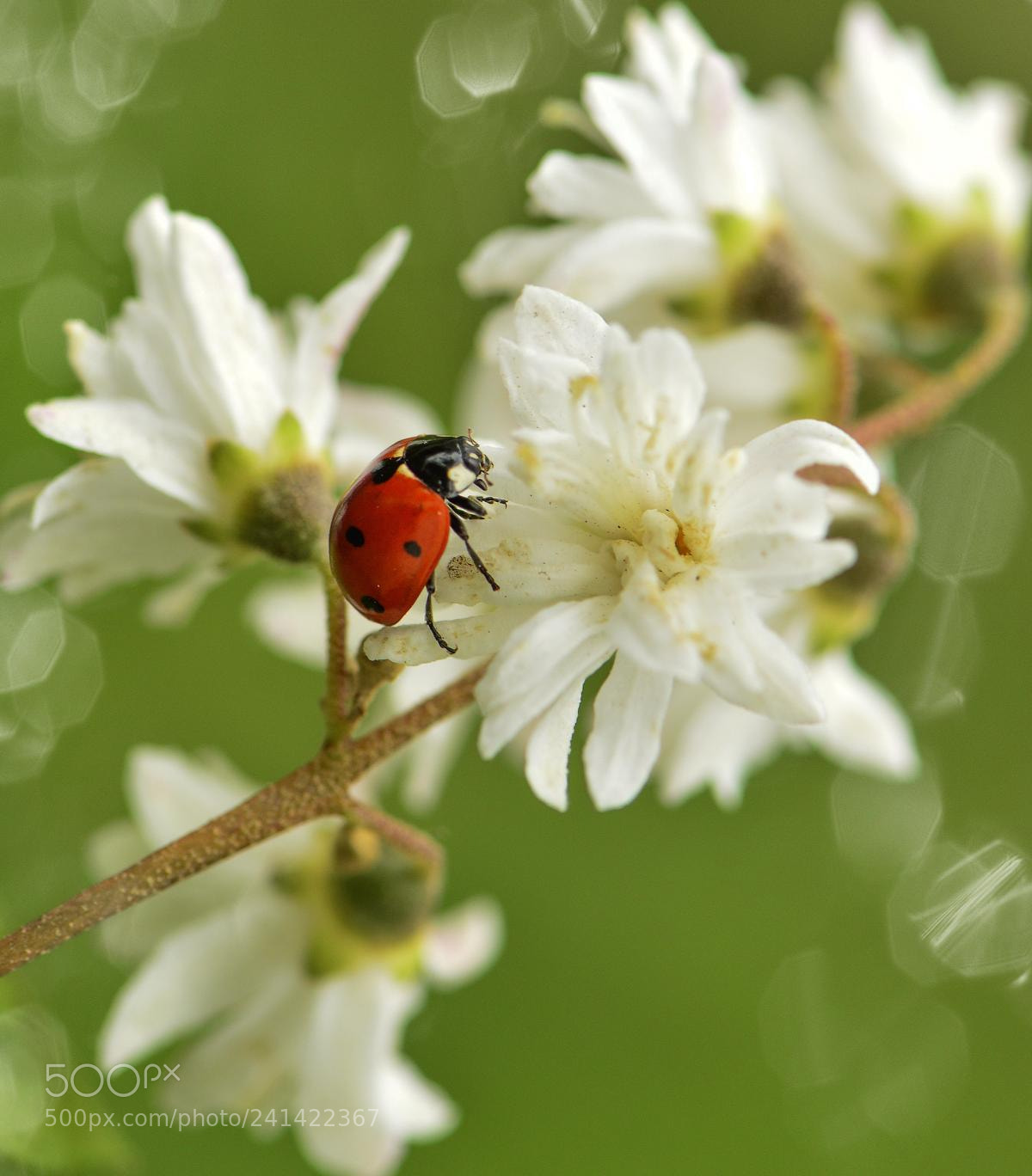 Nikon D3200 sample photo. Kкопия photography