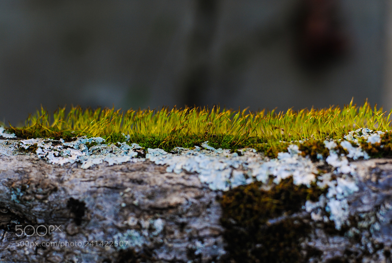 Nikon D3000 sample photo. Mane of moss photography
