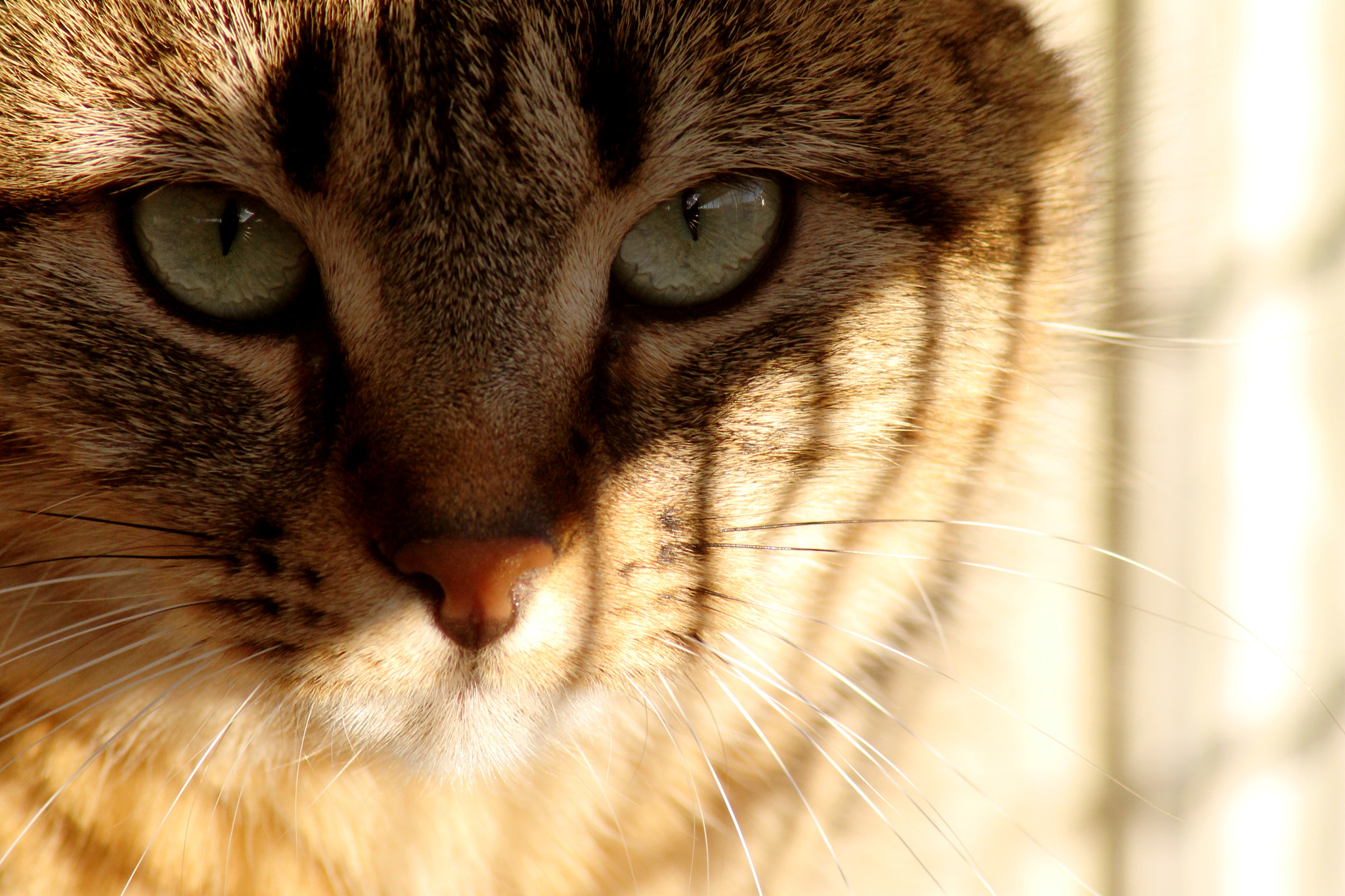 Canon EOS 1100D (EOS Rebel T3 / EOS Kiss X50) sample photo. Can't take my eyes off you... photography