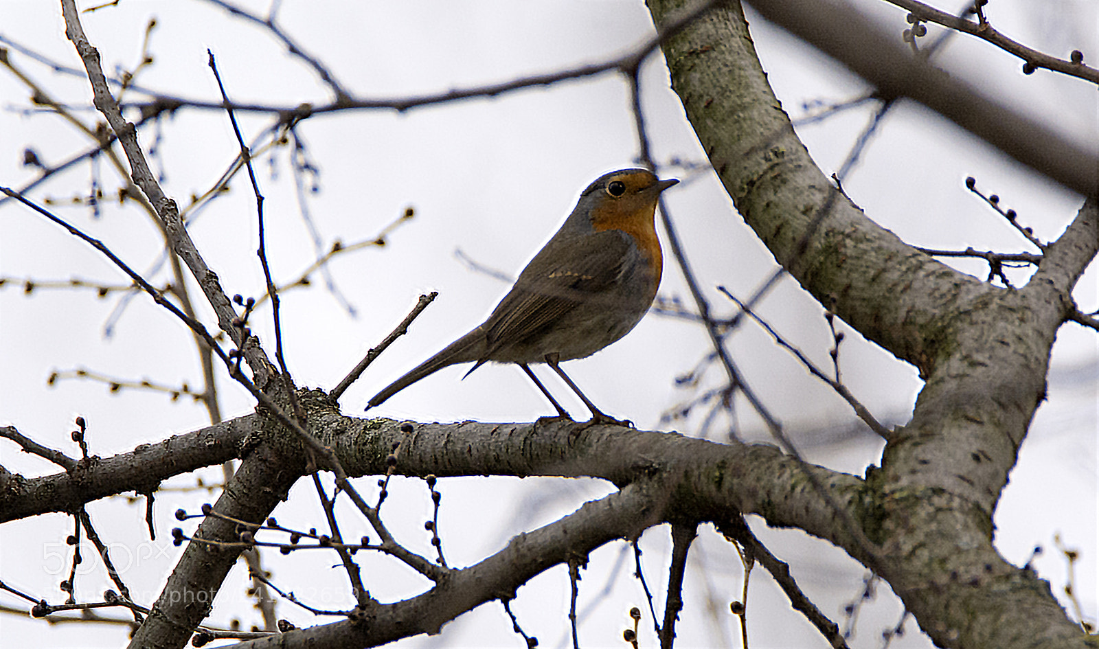 Nikon D7100 sample photo. Robin in a grey photography