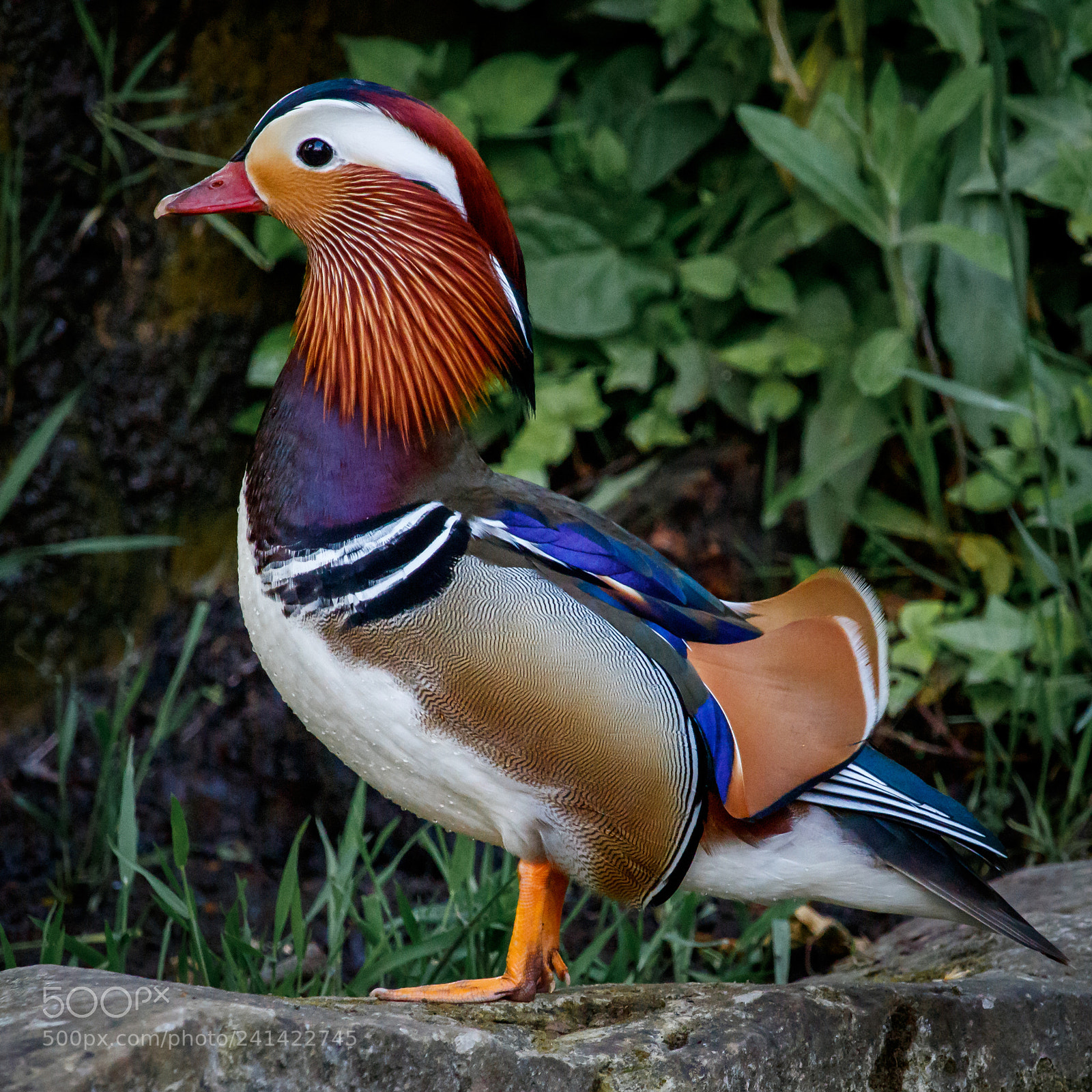 Canon EOS 750D (EOS Rebel T6i / EOS Kiss X8i) sample photo. Mandarin duck photography
