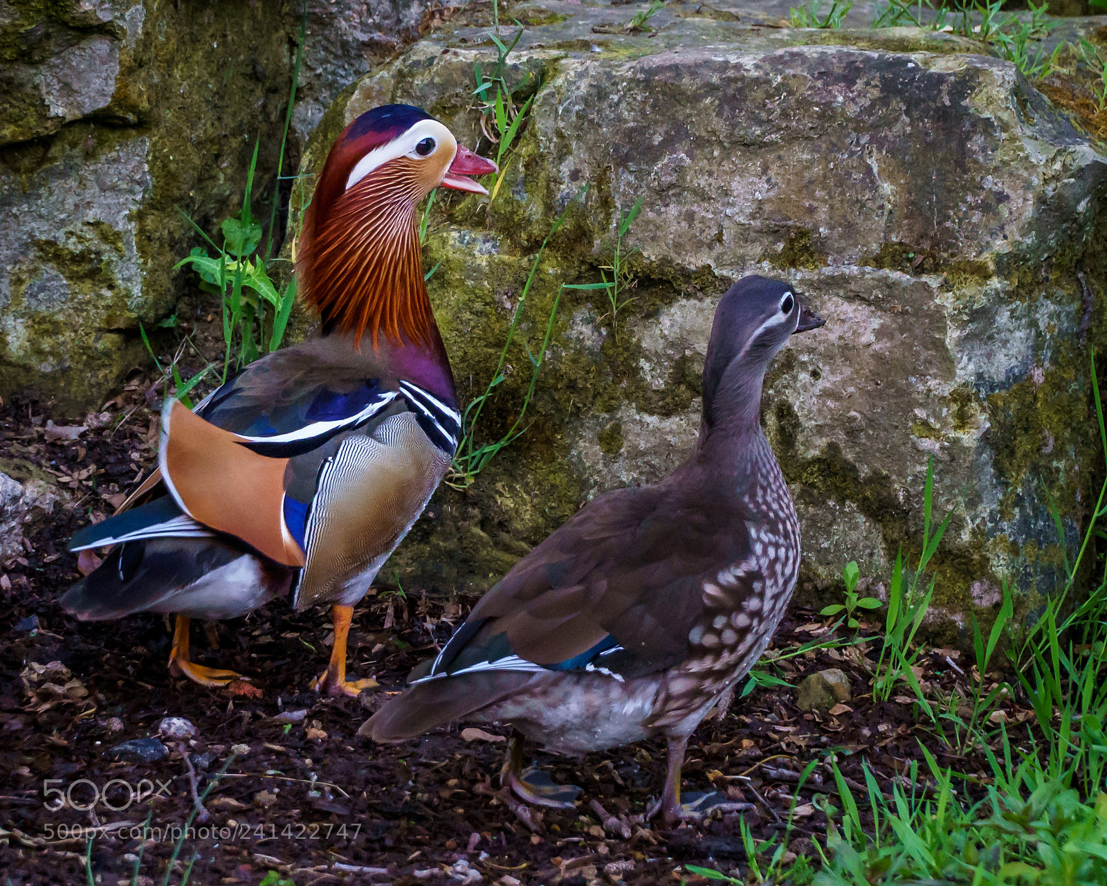 Sony a6500 sample photo. Mandarin duck photography
