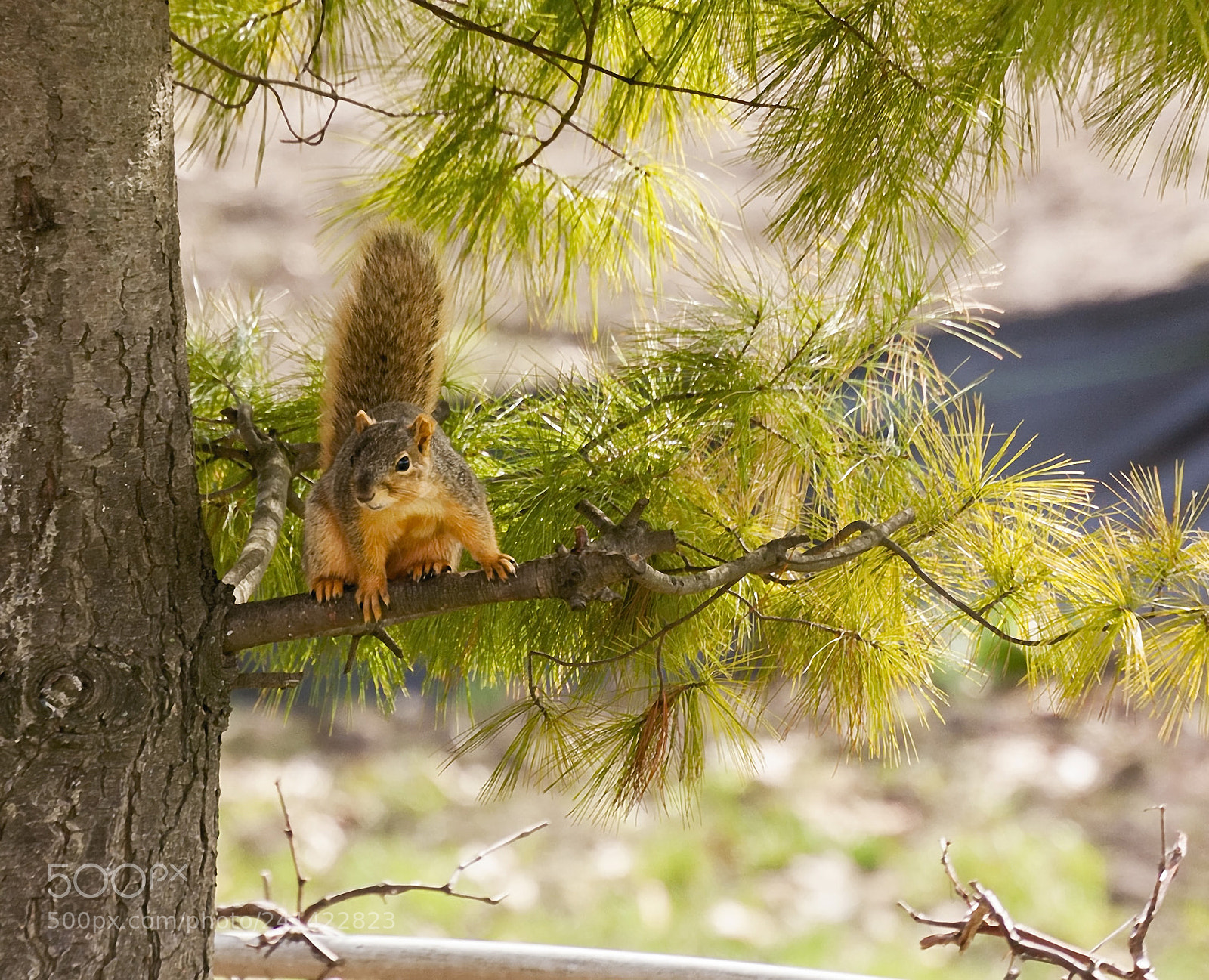 Canon EOS 40D sample photo. Fox squirrel sitting in photography