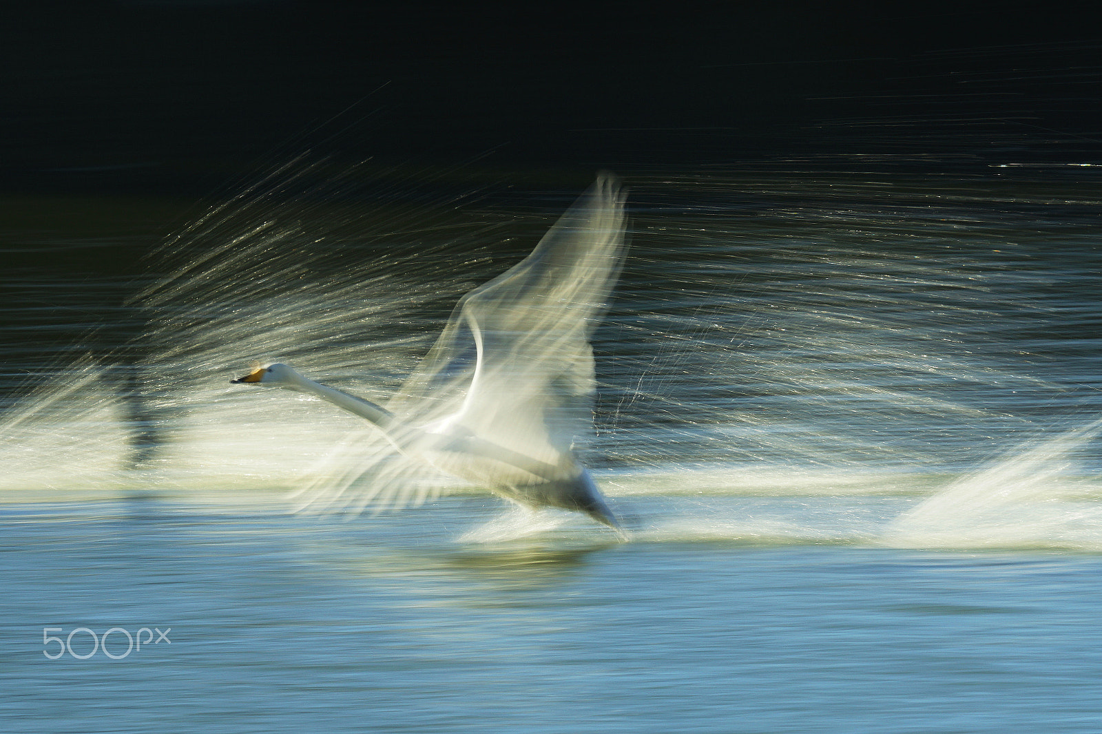 Sony 70-400mm F4-5.6 G SSM II sample photo. (taking a shower of light) photography