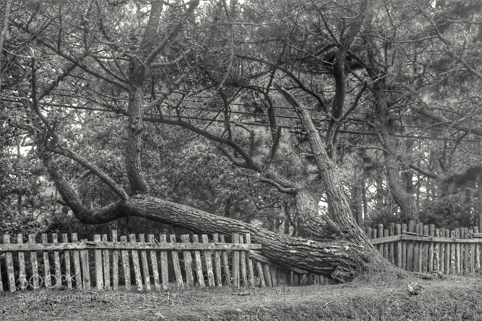 Canon EOS 750D (EOS Rebel T6i / EOS Kiss X8i) sample photo. Hff uprooted photography