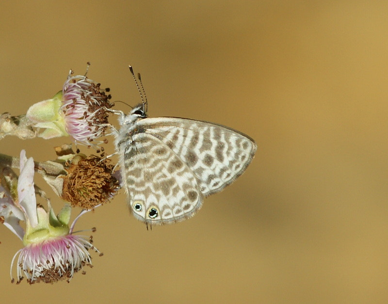 Sony Alpha DSLR-A350 + Sony 100mm F2.8 Macro sample photo. Mavi zebra photography