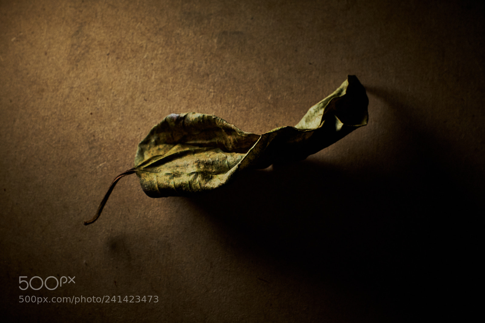 Fujifilm X100F sample photo. Leaf in shadow photography