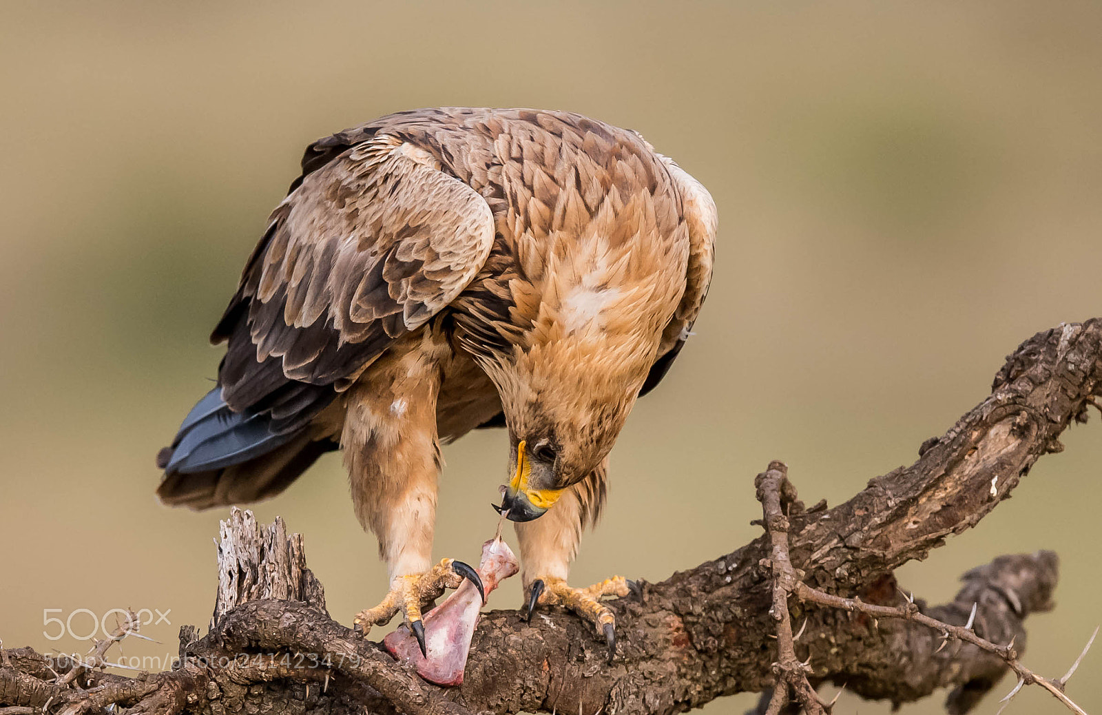 Nikon D5 sample photo. Tawny eagle with a photography