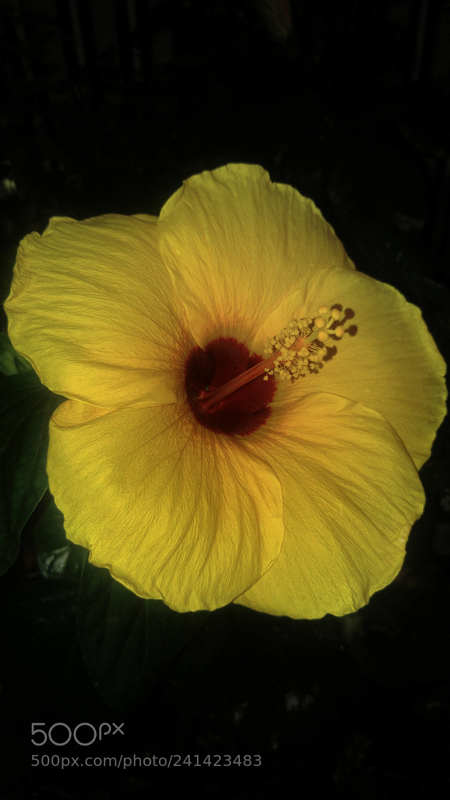 LG G4 sample photo. Untitled photography