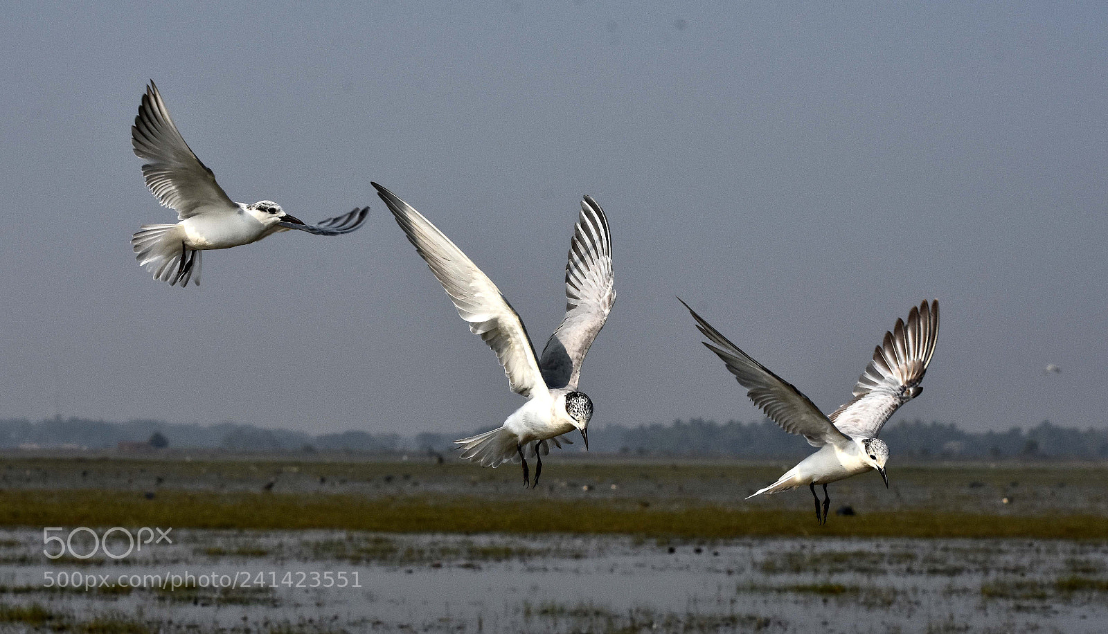 Nikon D7200 sample photo. Migratory bird photography