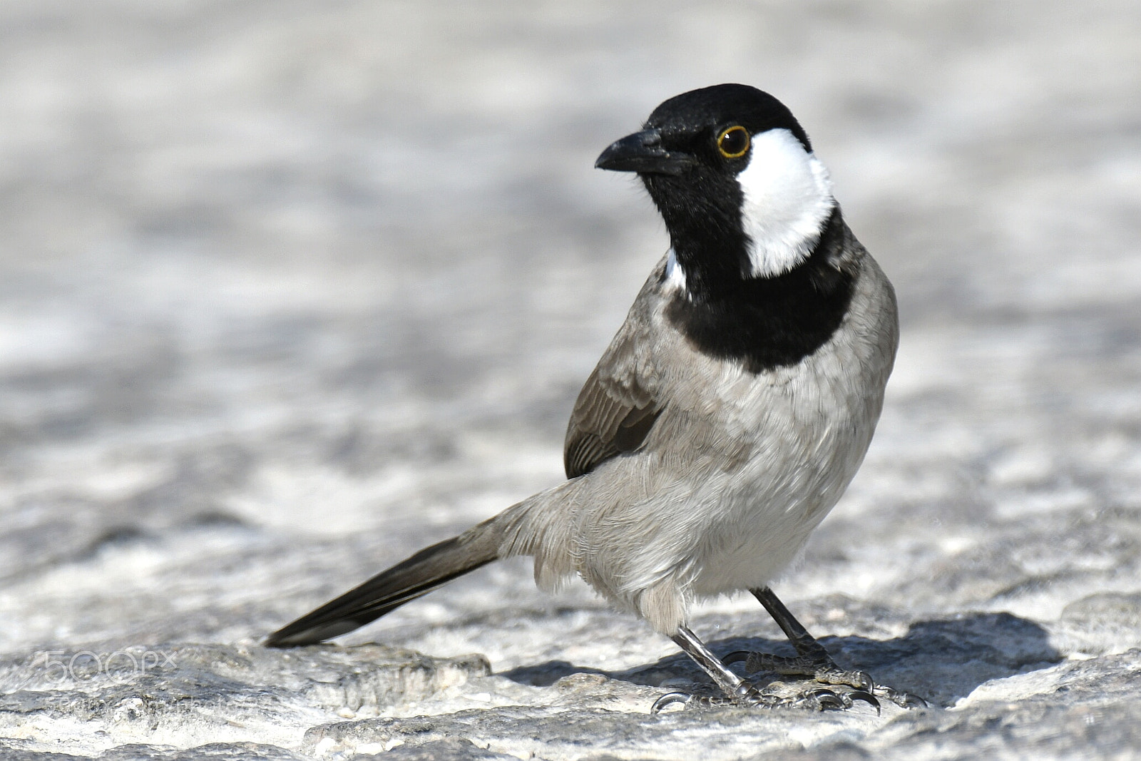 Nikon AF-S Nikkor 200-500mm F5.6E ED VR sample photo. White-eared bulbul photography