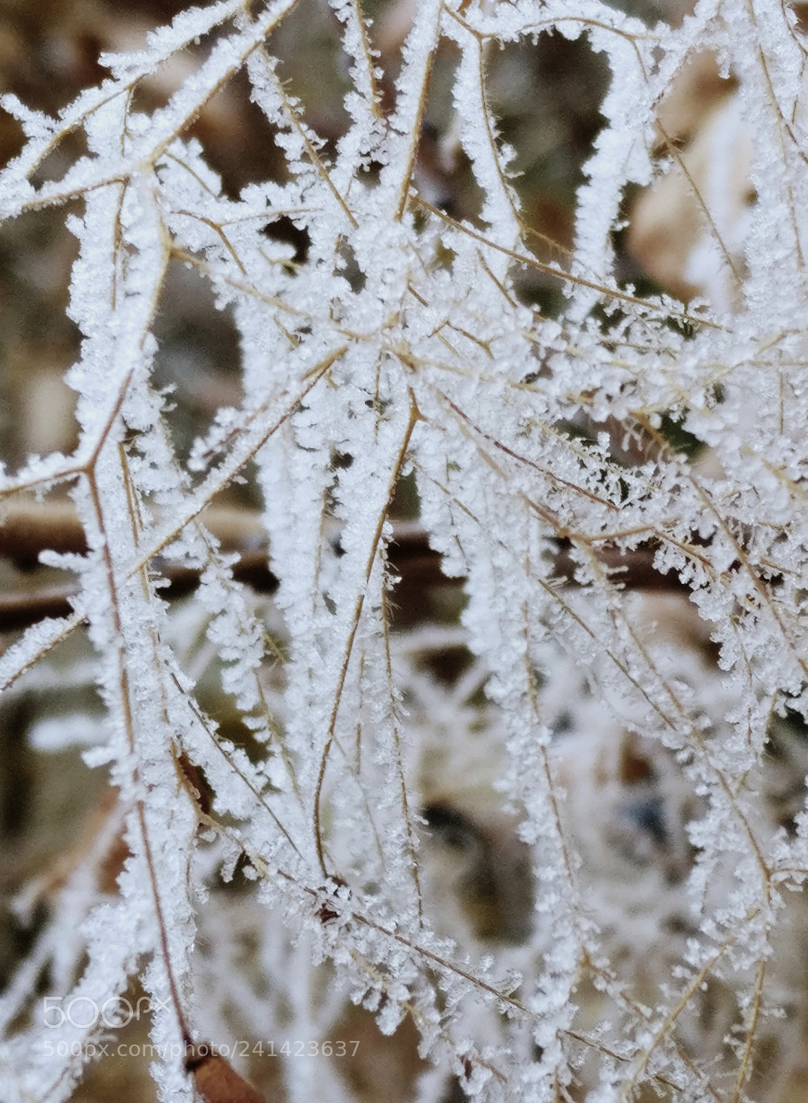 OnePlus A3003 sample photo. Icebranch photography