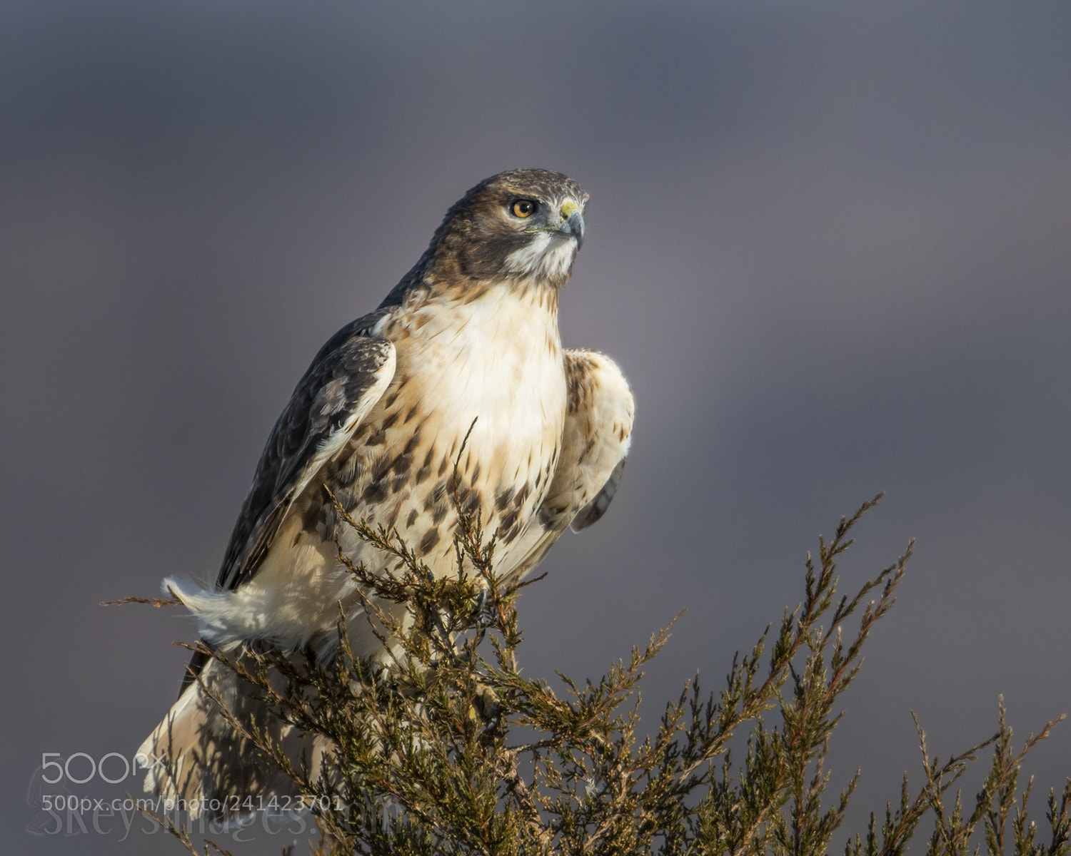 Nikon D500 sample photo. Cooperative (red-tailed hawk) photography