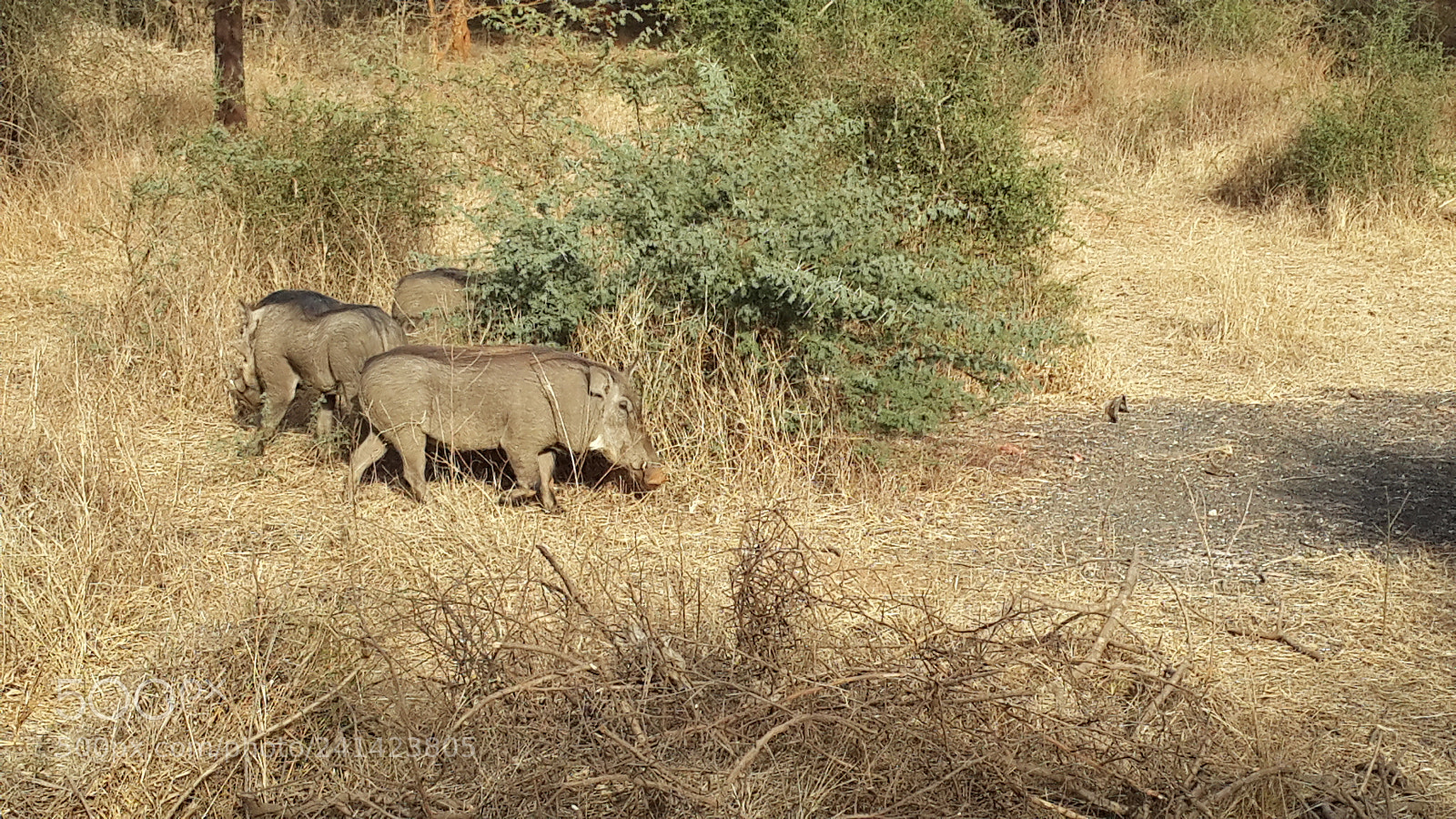 Samsung Galaxy S4 sample photo. Phacochere / warthog photography