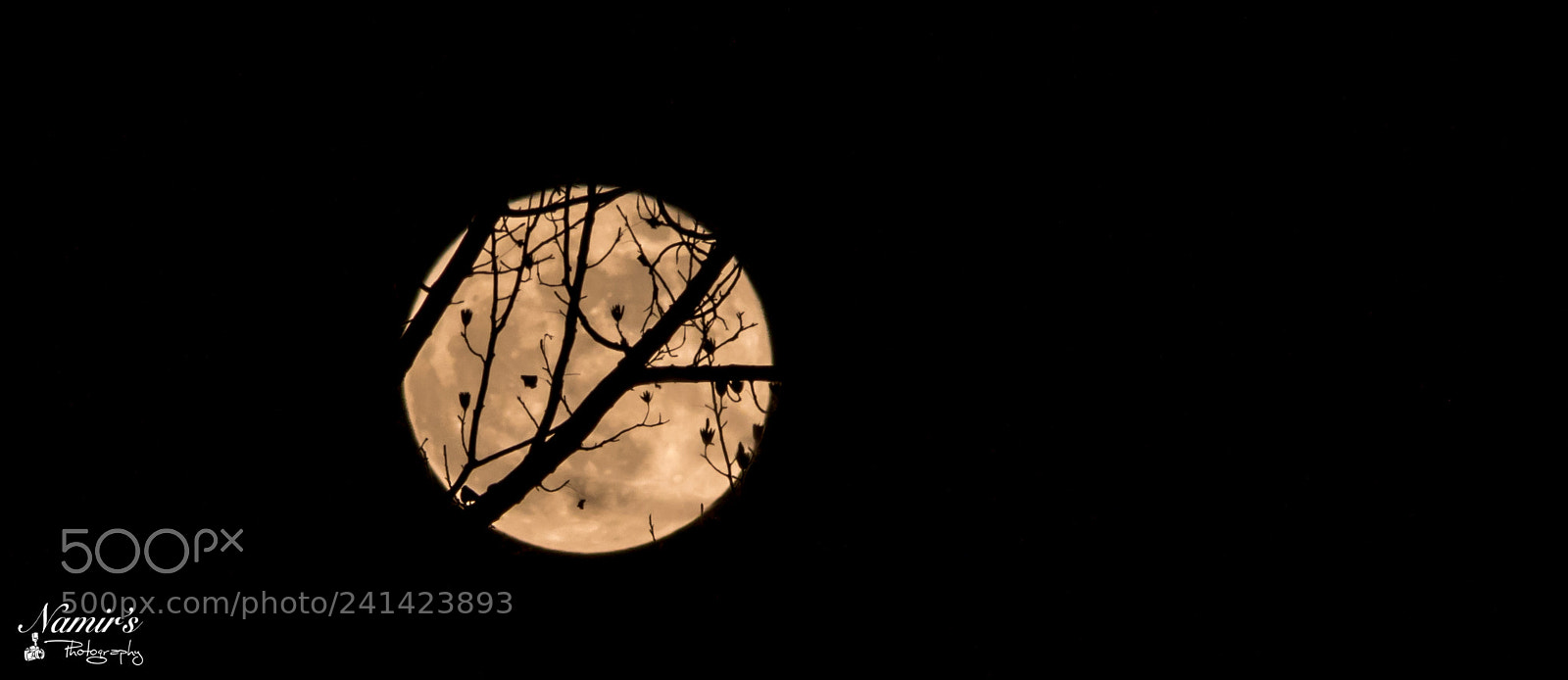 Nikon D500 sample photo. Supermoon in reston photography