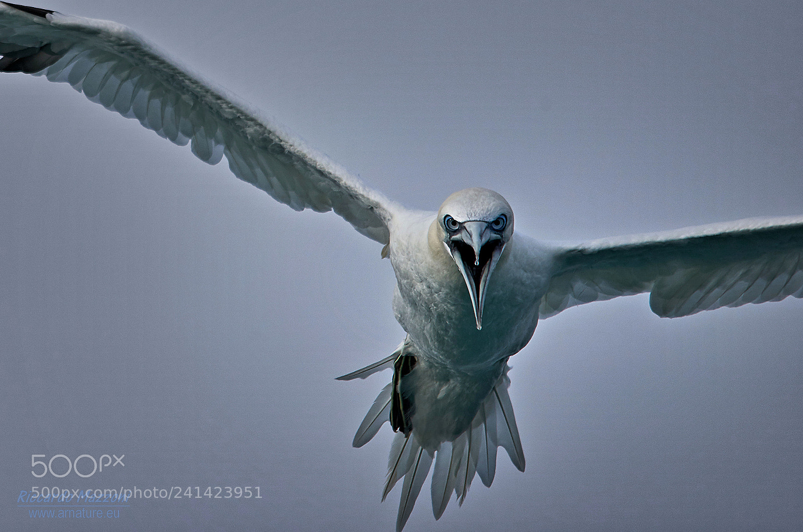 Nikon D800 sample photo. Just before swooping down … photography