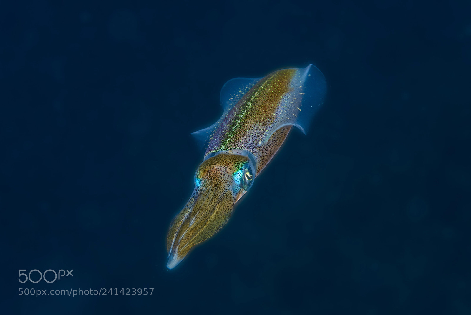 Nikon D800 sample photo. Caribbean reef squid photography