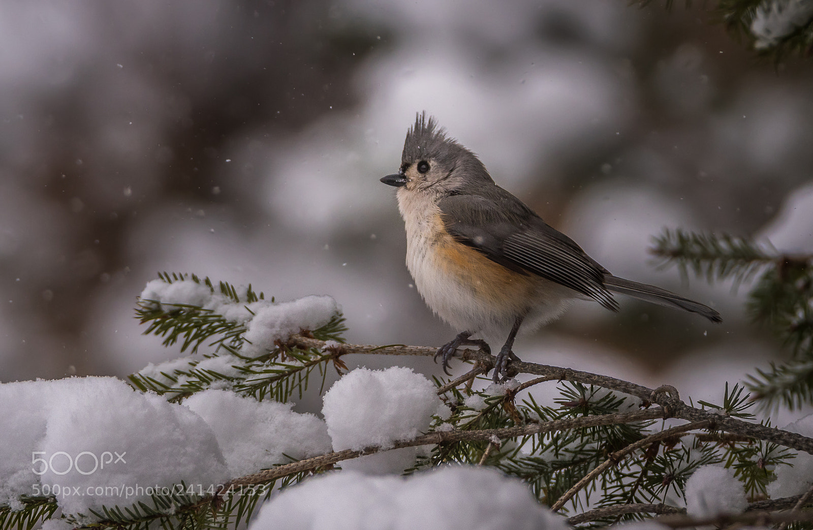 Nikon D500 sample photo. Titmouse in winter photography