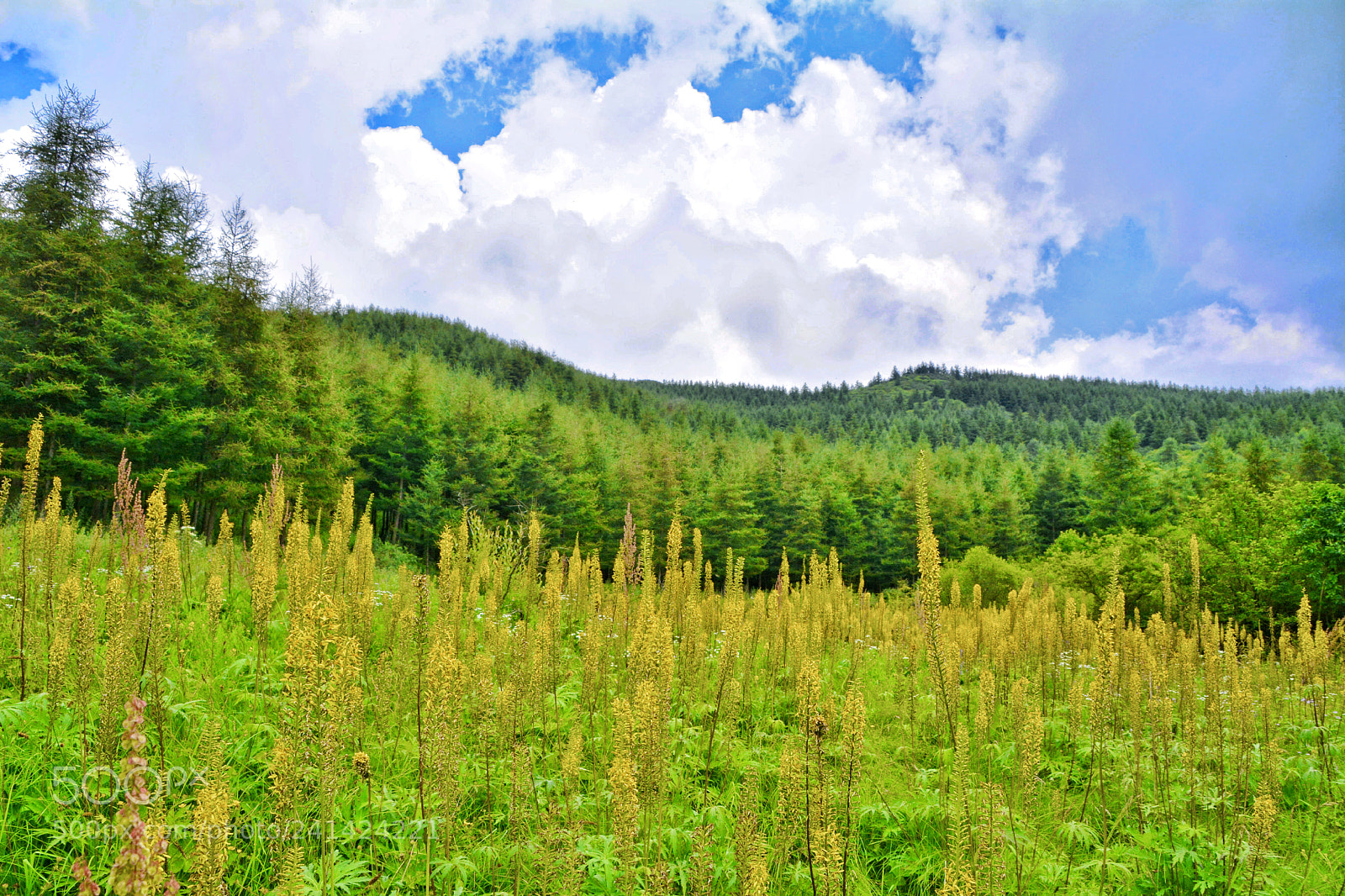 Nikon D7100 sample photo. 朝那湫 photography
