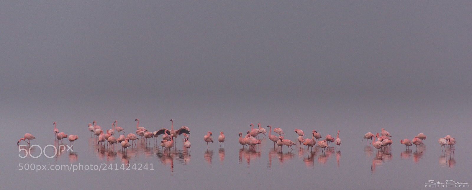Sony SLT-A77 sample photo. Flamingo gathering photography
