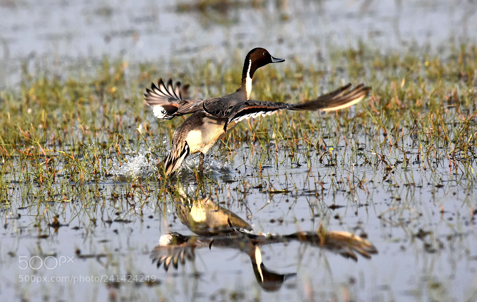 Nikon D7200 sample photo. Migratory bird photography