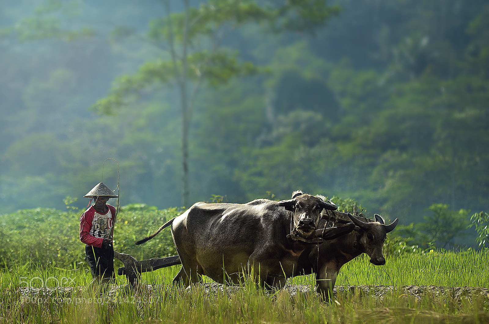 Nikon D300S sample photo. Bajak sawah photography