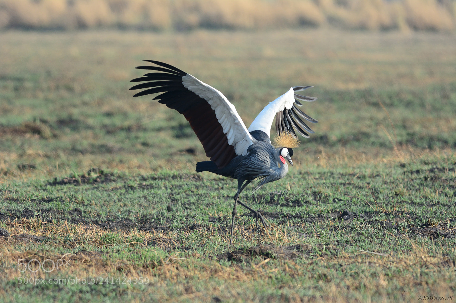 Nikon D7100 sample photo. Grey crowned crane dance photography