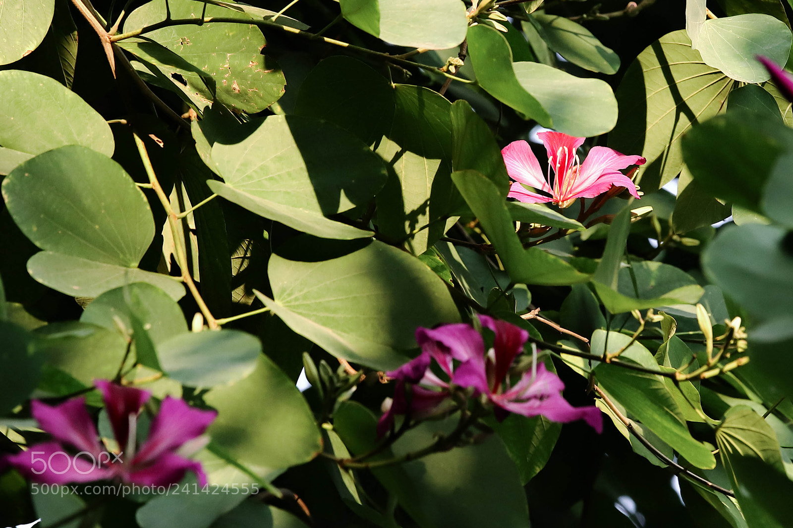 Canon EOS 6D Mark II sample photo. Flores en sombra photography