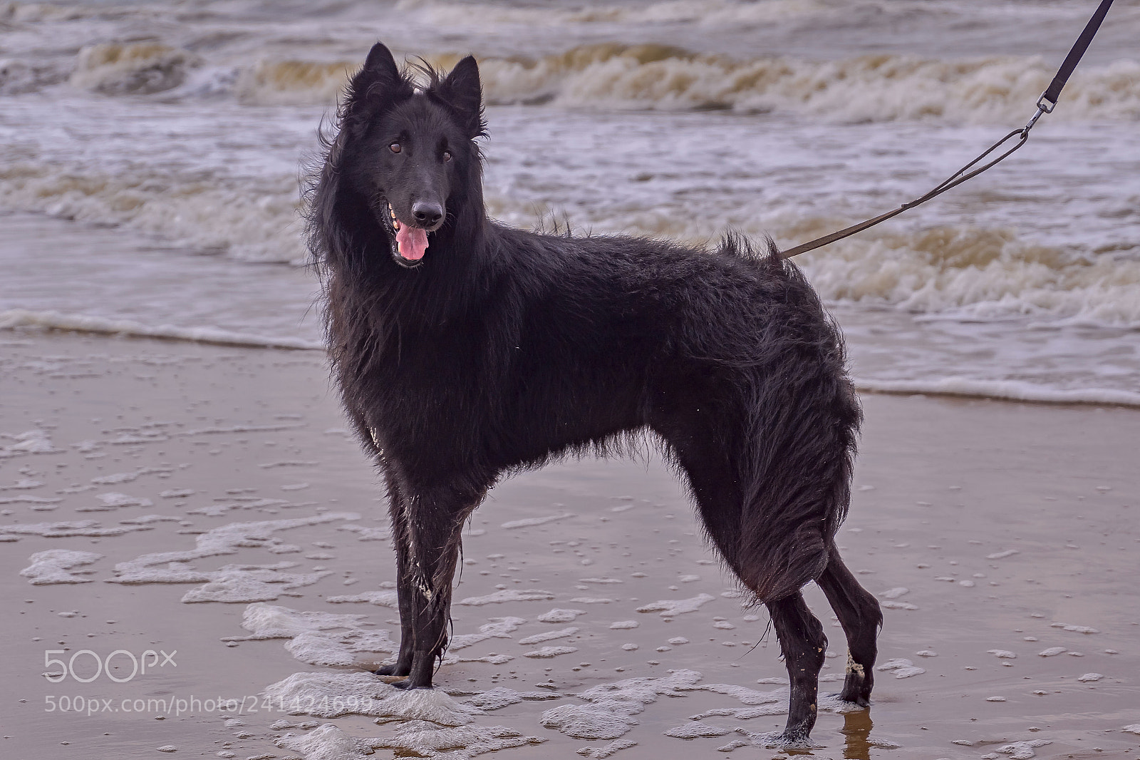 Sony ILCA-77M2 sample photo. Maurice photography