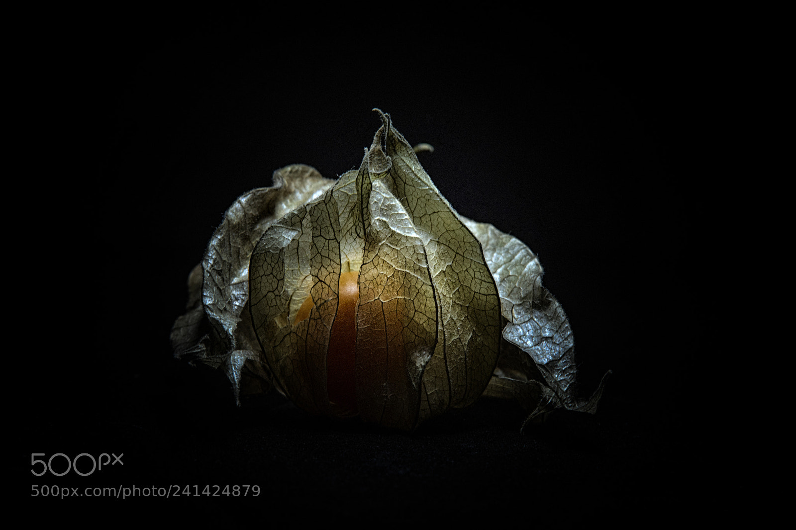 Nikon D7200 sample photo. Physalis photography