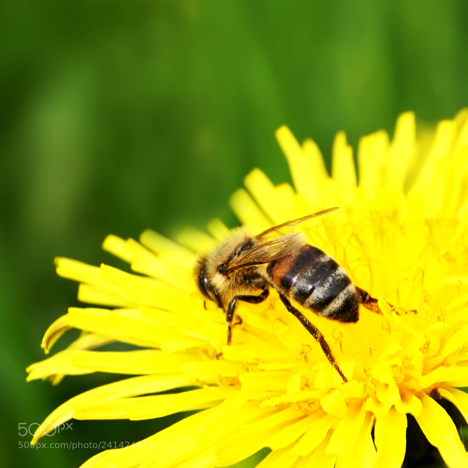 Sony Alpha a5000 (ILCE 5000) sample photo. Sedulous bee on the photography