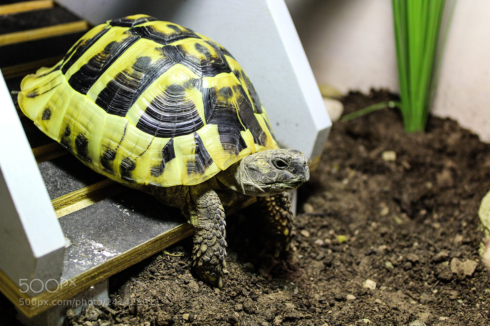 Canon EOS 1300D (EOS Rebel T6 / EOS Kiss X80) sample photo. Tortoise ? photography