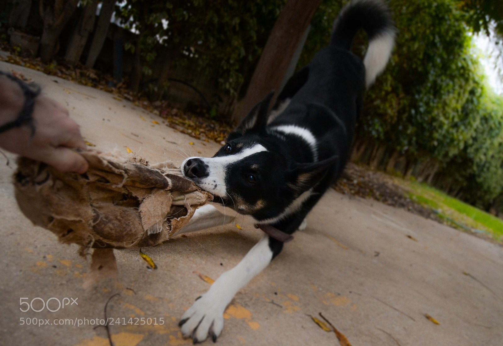 Nikon D3100 sample photo. Hand,ball,dog photography