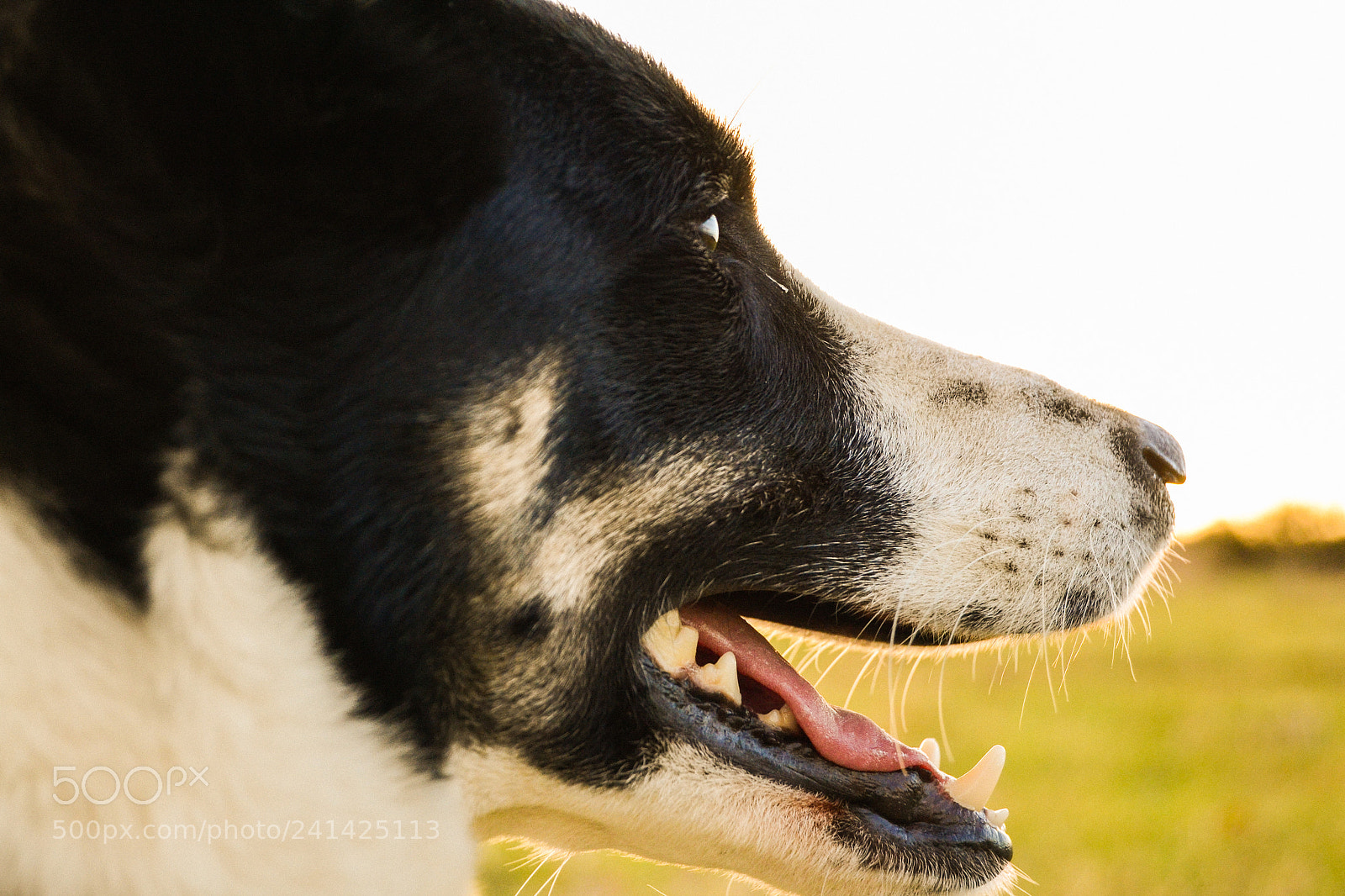 Nikon D3100 sample photo. Doggiedoggie photography