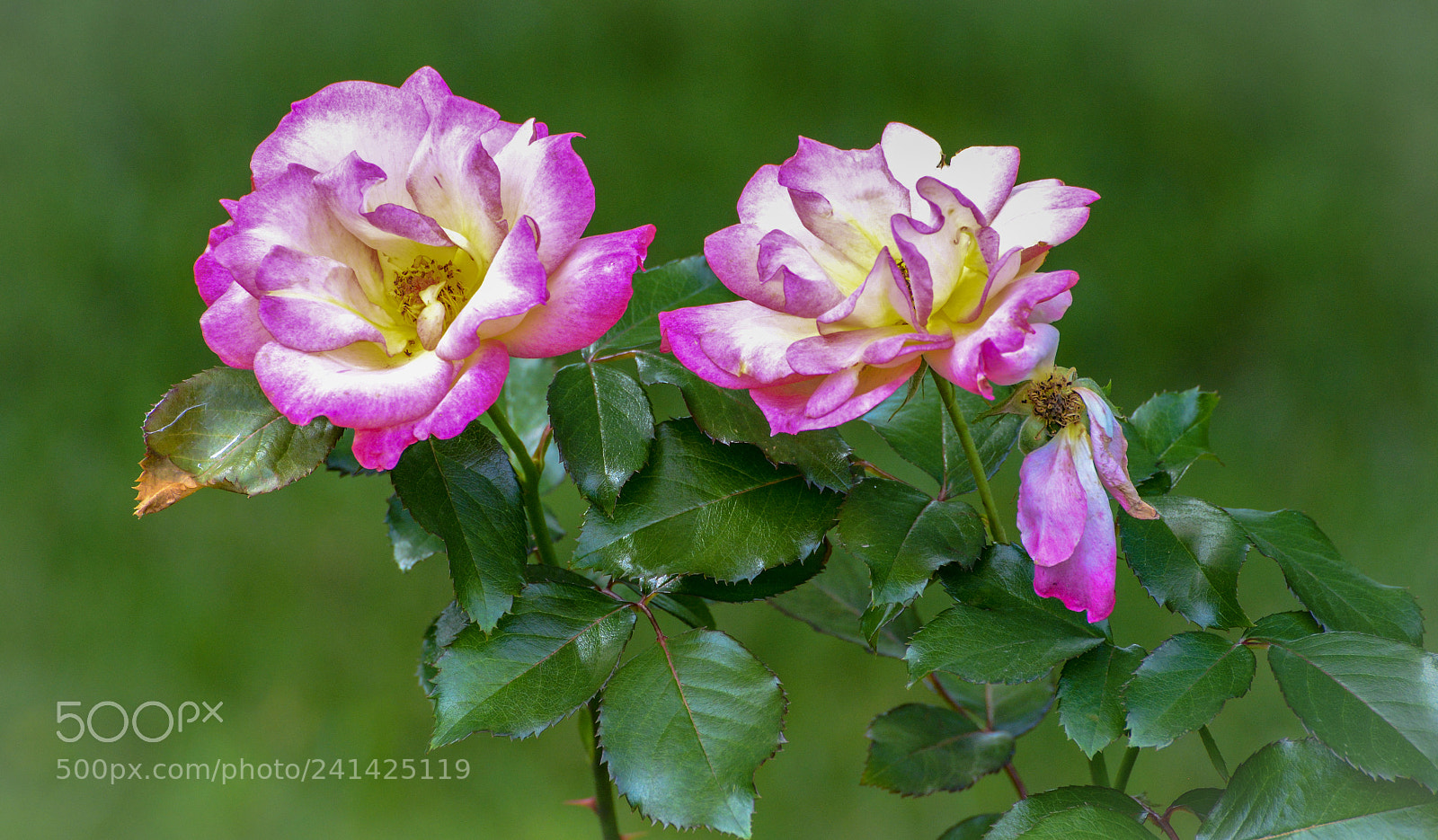 Nikon D600 sample photo. Duo colored roses photography