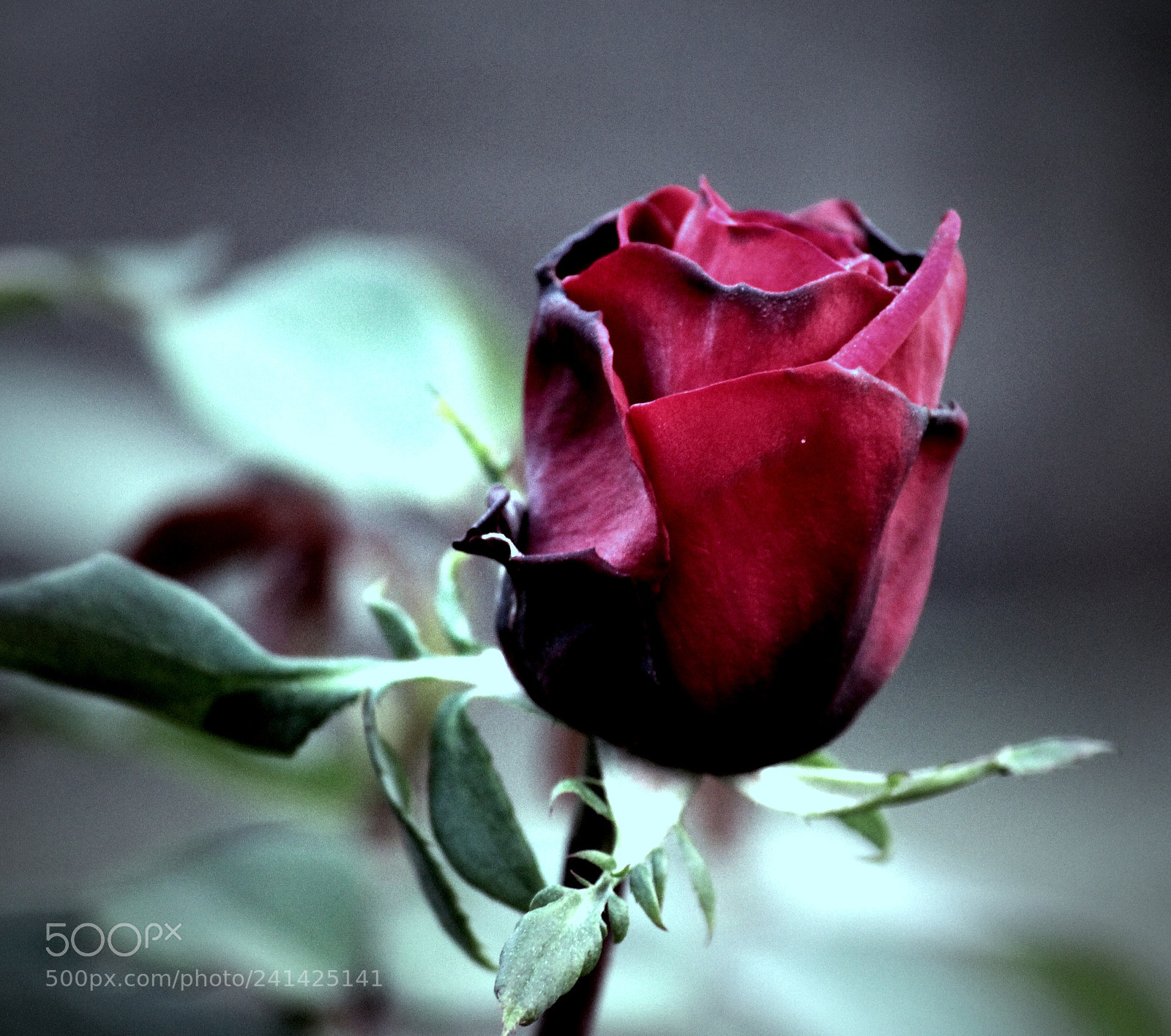 Canon EOS 1200D (EOS Rebel T5 / EOS Kiss X70 / EOS Hi) sample photo. Black rose photography