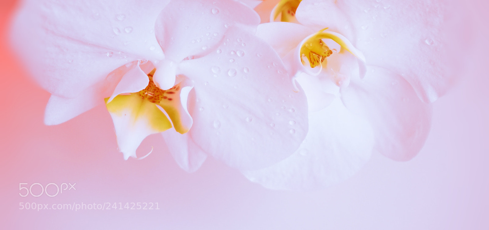 Sony Alpha a5000 (ILCE 5000) sample photo. White orchid on a photography