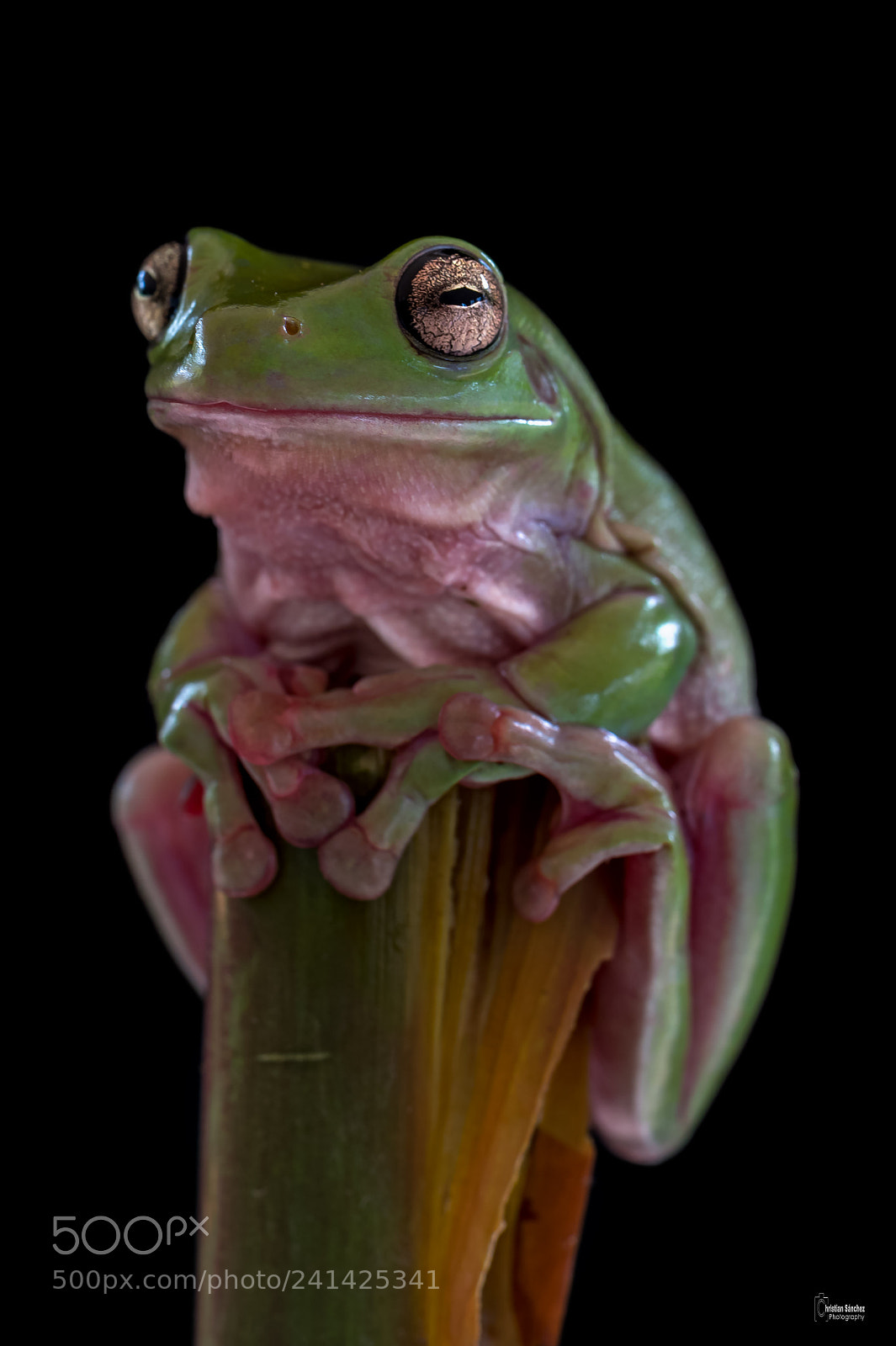Nikon D4 sample photo. Indonesian white tree frog photography