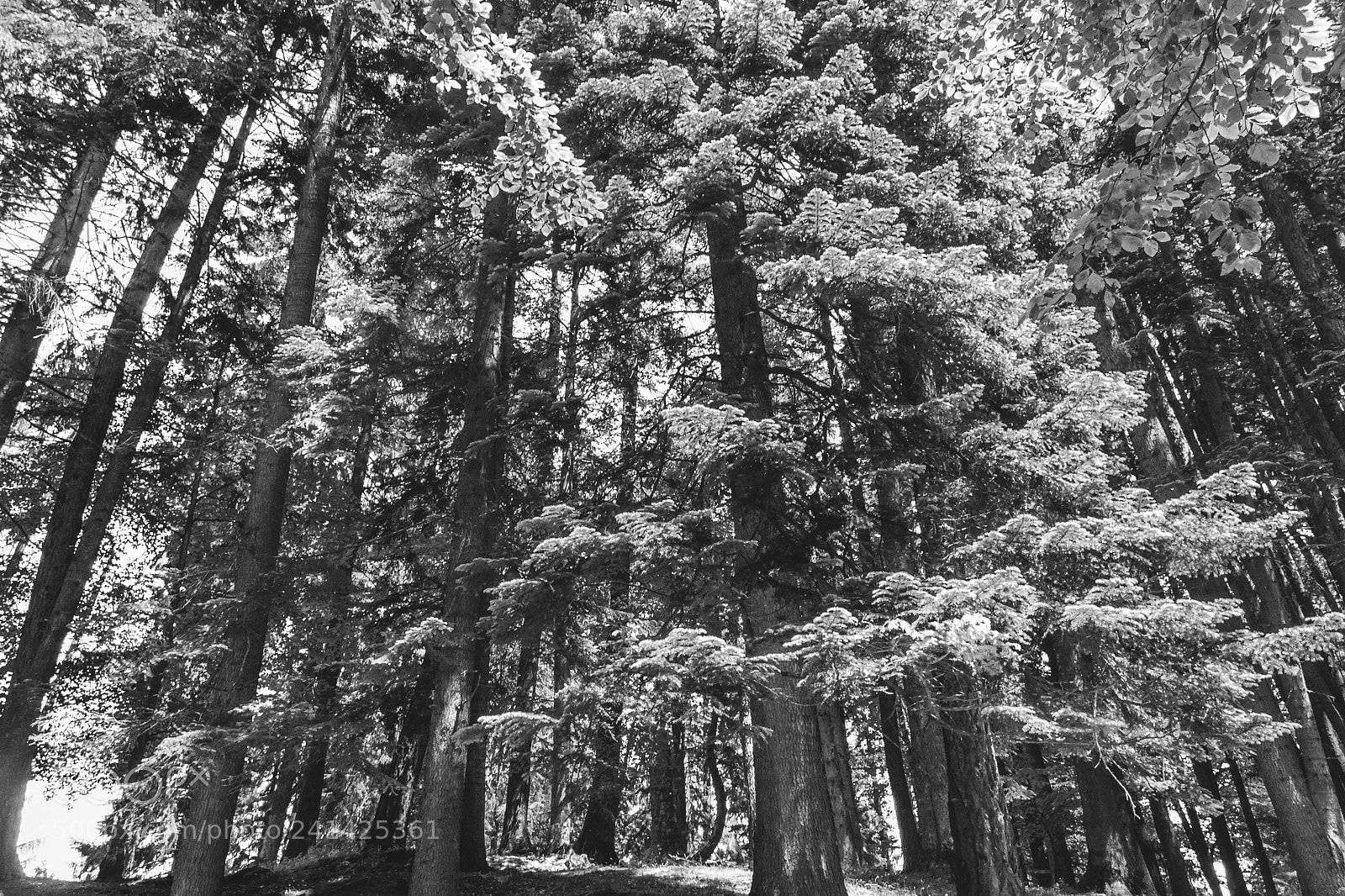 Nikon D3100 sample photo. Forest photography