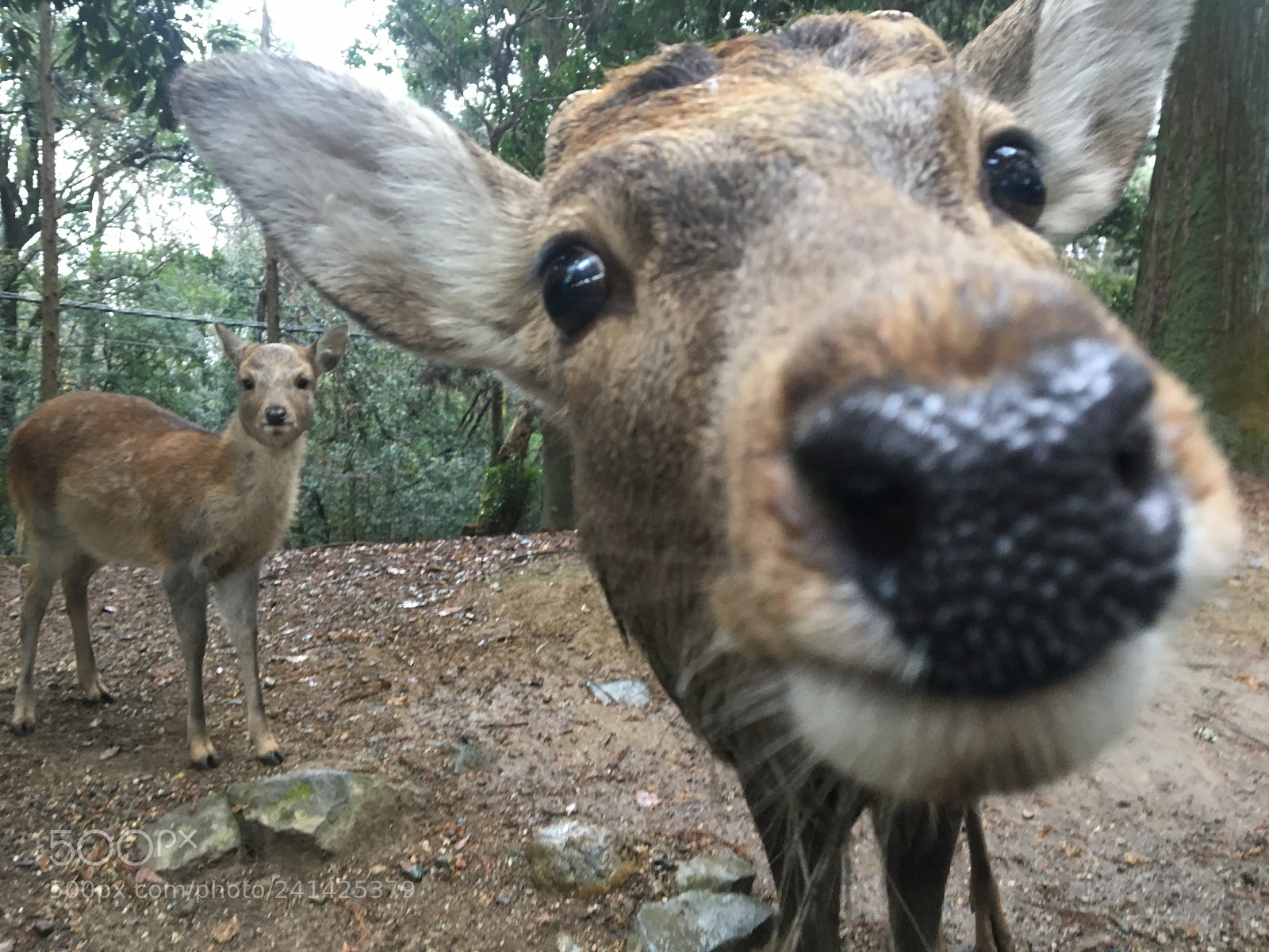 Apple iPhone 6s sample photo. Deer in kasuga taisha photography