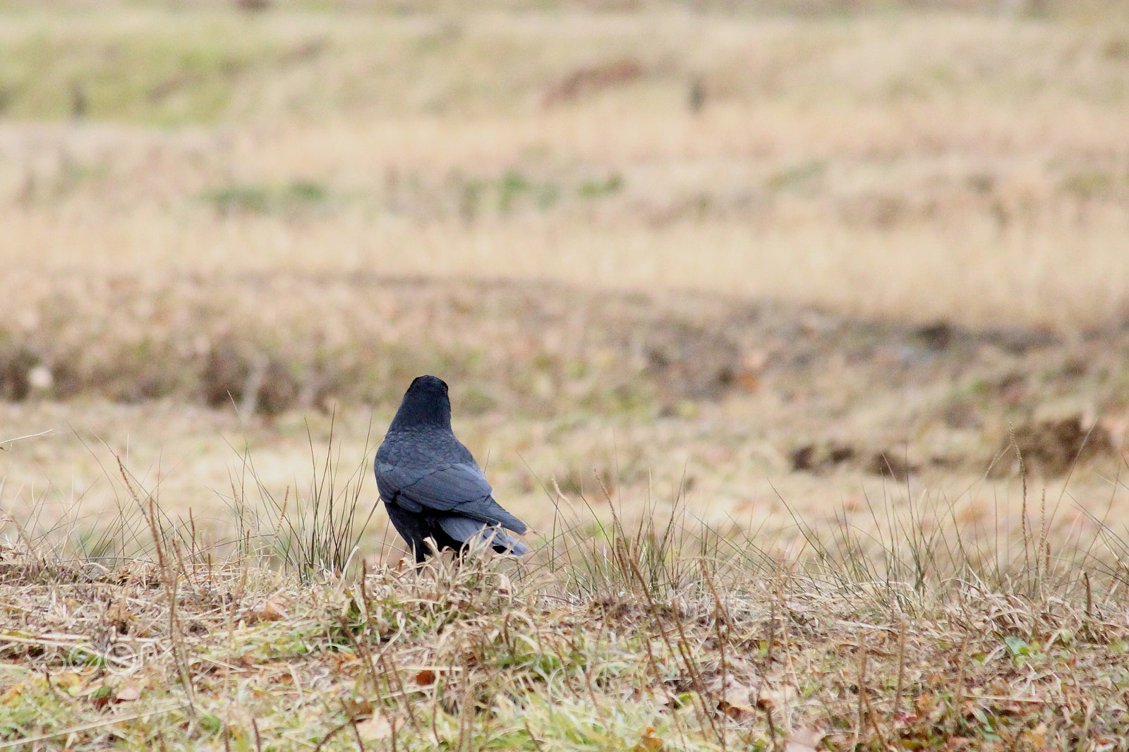 Canon EOS 100D (EOS Rebel SL1 / EOS Kiss X7) sample photo. " i am longing for spring. " photography