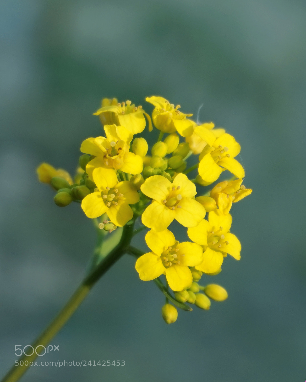 Sony Alpha a5000 (ILCE 5000) sample photo. Little yellow flower on photography