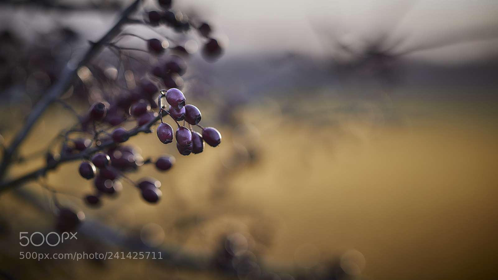 Nikon D800E sample photo. Plenty to choose from photography