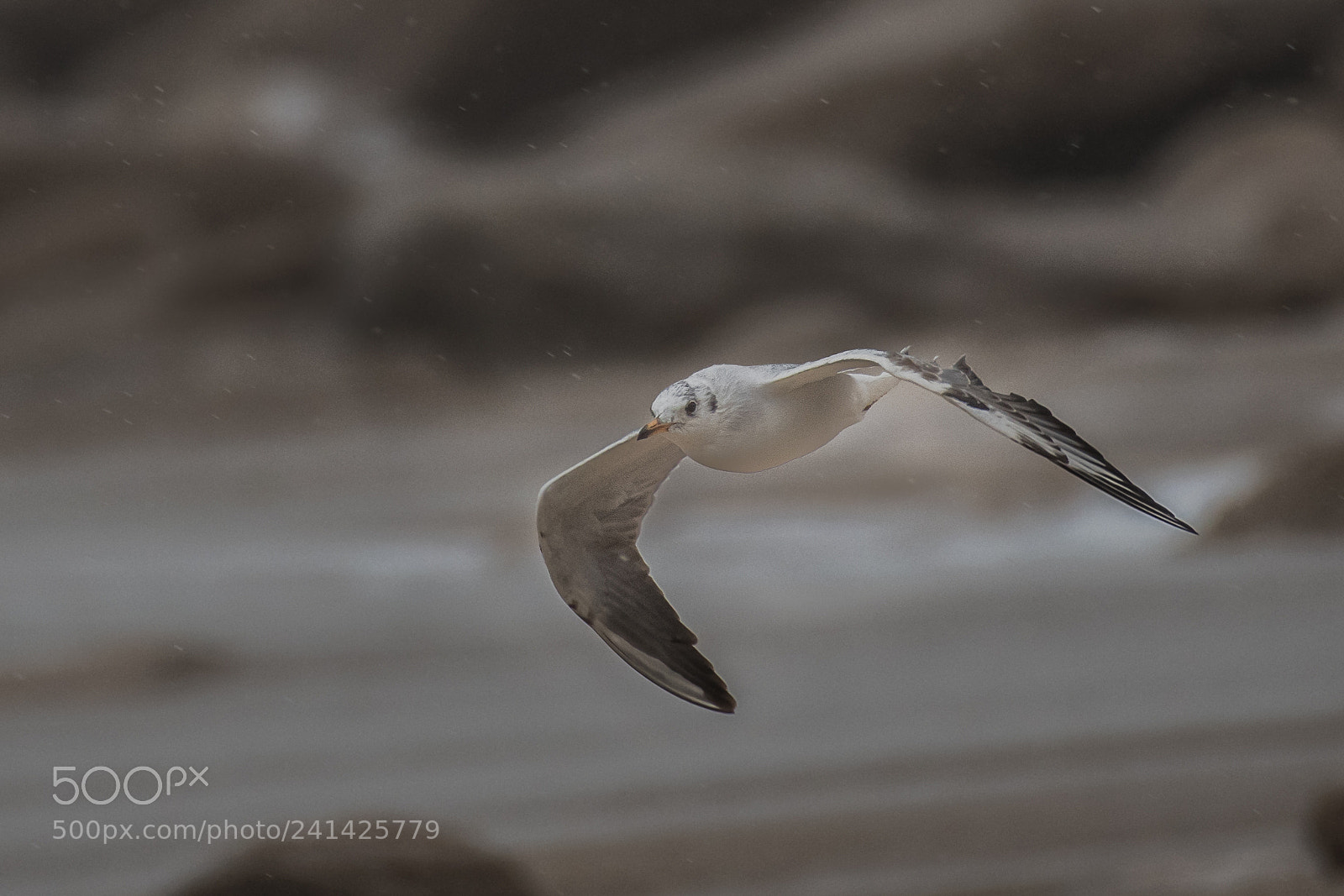 Nikon D500 sample photo. Black-headed gull photography