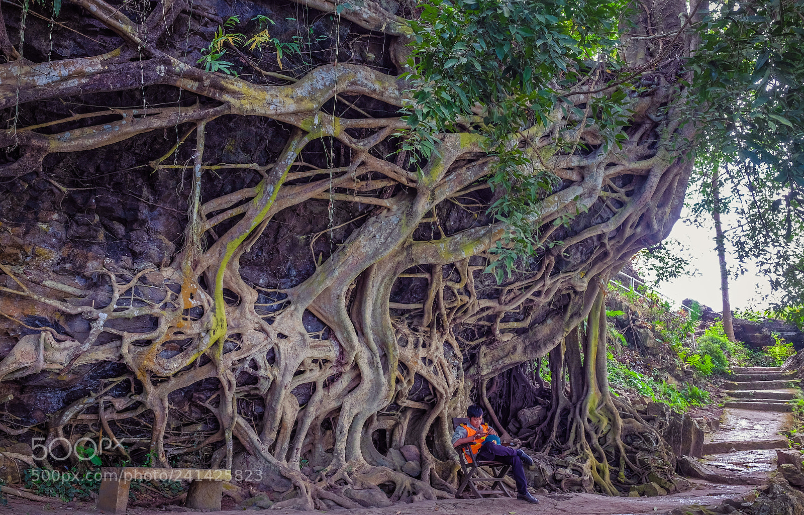 Fujifilm X-E2 sample photo. The big tree and photography